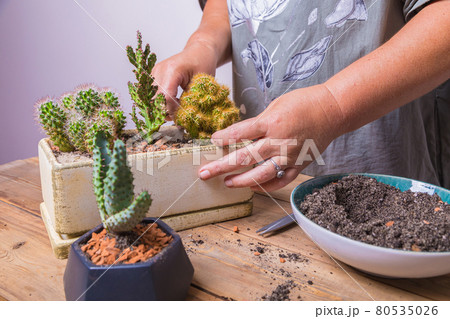 A woman transplants a cactus flower into a small figured flower pot. A woman transplants a cactus flower into a small figured flower pot. 80535026