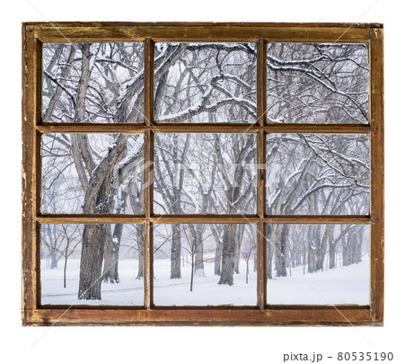 alley of old elm trees in blizzard 80535190