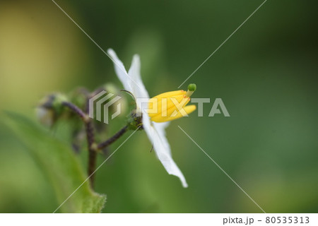 ワルナスビの花 ワルナスビの花 80535313