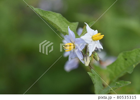 ワルナスビの花 ワルナスビの花 80535315