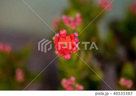 Flaming Katy Red Flower Flaming Katy Red Flower 80535367