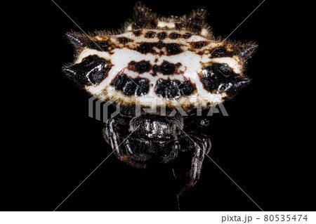 Adult Spinybacked Orbweaver Adult Spinybacked Orbweaver 80535474