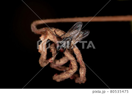 Adult House Fly Adult House Fly 80535475
