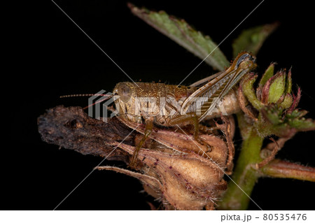 Short-horned Grasshopper Nymph Short-horned Grasshopper Nymph 80535476