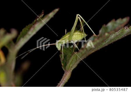 Leaf Katydid Nymph 80535487