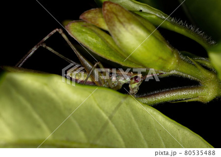 Leaf Katydid Nymph 80535488
