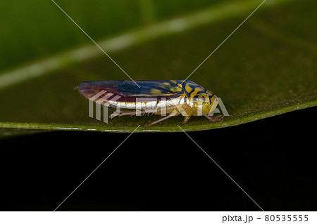Adult Typical Leafhopper 80535555