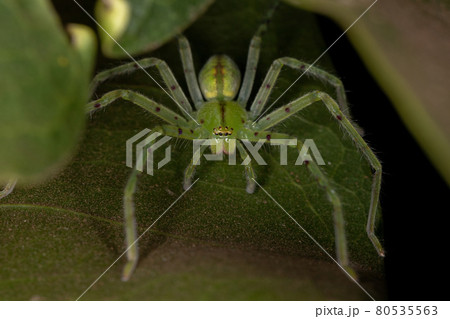 Green Huntsman Spider 80535563