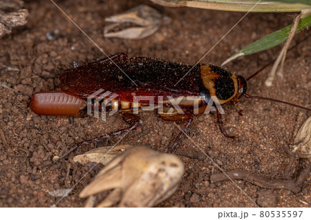 Australian Cockroach laying eggs 80535597