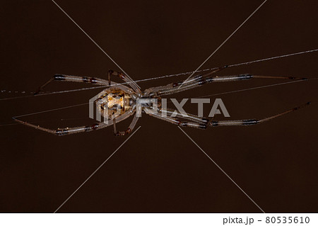 Female Adult Brown Widow 80535610