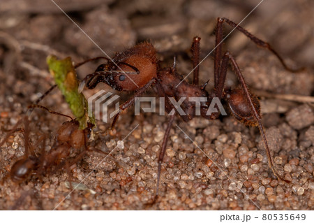 Atta Leaf-cutter Ant 80535649