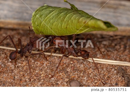 Atta Leaf-cutter Ant 80535751