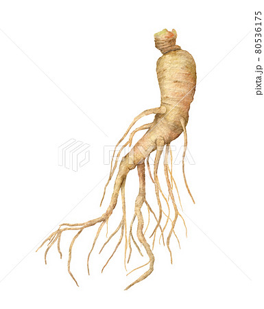 朝鮮人参の水彩画イラスト 80536175