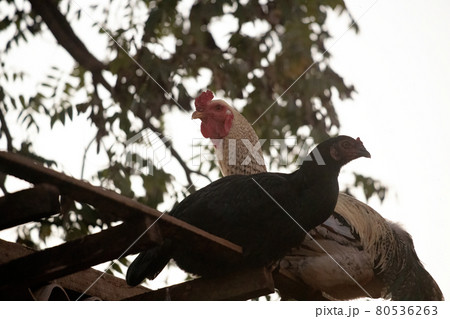 domestic animal chicken 80536263