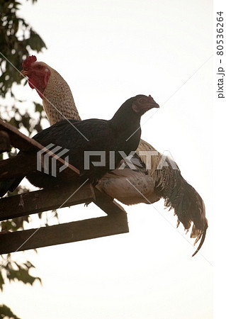 domestic animal chicken domestic animal chicken 80536264