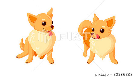 Playful chihuahua dogs with tongues. Sitting and standing chihuahua puppies with curly tails isolated in white background. Vector illustration 80536838