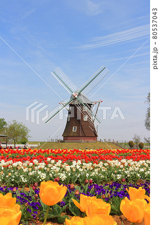 あけぼの山農業公園　風車前のチューリップ畑 80537043