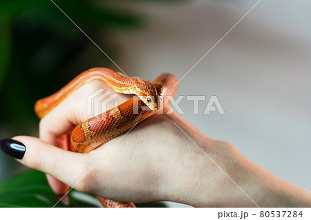 Corn snake wrapped around woman hand Corn snake wrapped around woman hand 80537284