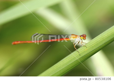 ベニイトトンボ 80538106