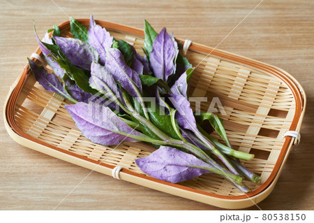 金時草 金時草 80538150