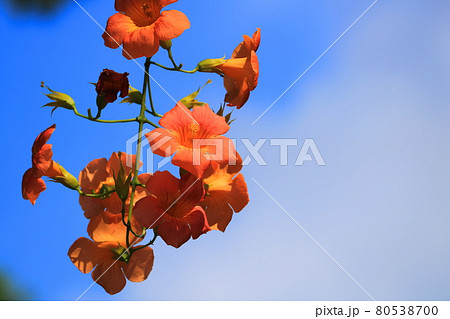 夏のオレンジ色の花ノウゼンカズラの写真素材