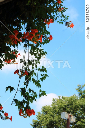 夏のオレンジ色の花ノウゼンカズラの写真素材