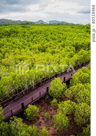 Pranburi Mangrove Forest in Prachuap Khiri Khan in Thailand Pranburi Mangrove Forest in Prachuap Khiri Khan in Thailand 80538966
