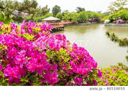 三重県桑名市 つつじの美しい九華公園の堀 三重県桑名市 つつじの美しい九華公園の堀 80539050