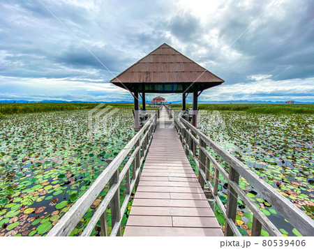 Sam Roi Yot Freshwater Marsh, Walk over the marsh, Bueng Bua Wood Boardwalk in Sam Roi Yot national 80539406