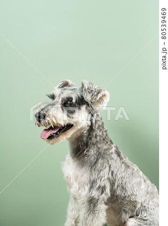 ミニチュアシュナウザー 80539469