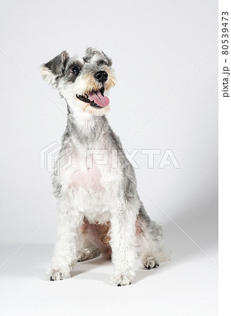 ミニチュアシュナウザー 80539473