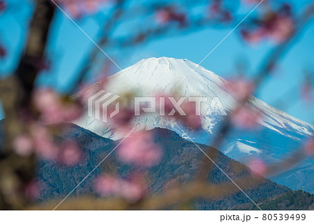【松田町松田山、満開の河津桜と富士山】 【松田町松田山、満開の河津桜と富士山】 80539499