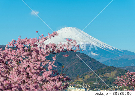 【松田町松田山、満開の河津桜と富士山】 【松田町松田山、満開の河津桜と富士山】 80539500
