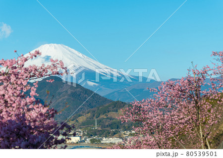 【松田町松田山、満開の河津桜と富士山】 【松田町松田山、満開の河津桜と富士山】 80539501