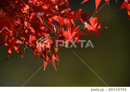 もみじ 80539795