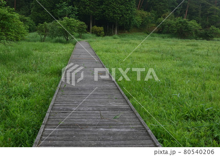 黒沢湿原の木道 80540206