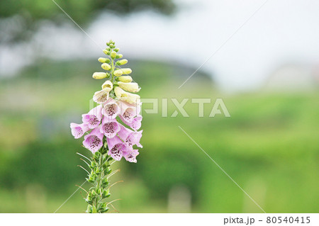 薄紫色のジキタリスの花 薄紫色のジキタリスの花 80540415