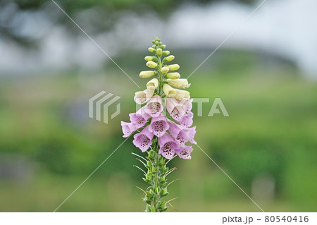 薄紫色のジキタリスの花 薄紫色のジキタリスの花 80540416