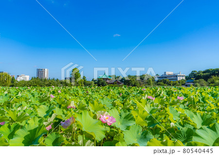 東京の夏 上野恩賜公園 不忍池の蓮 80540445
