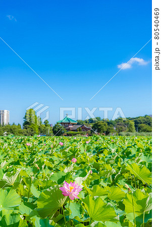 東京の夏 上野恩賜公園 不忍池の蓮 80540469
