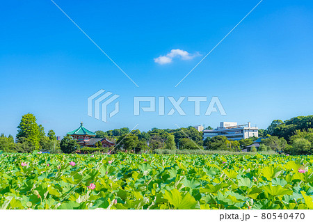 東京の夏 上野恩賜公園 不忍池の蓮 80540470