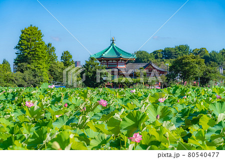 東京の夏 上野恩賜公園 不忍池の蓮 東京の夏 上野恩賜公園 不忍池の蓮 80540477