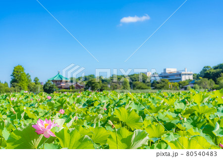 東京の夏 上野恩賜公園 不忍池の蓮 80540483