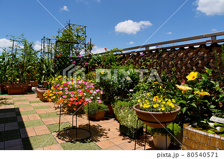 夏空が広がるルーフバルコニー お花がいっぱいの空中フラワーガーデン 夏空が広がるルーフバルコニー お花がいっぱいの空中フラワーガーデン 80540571