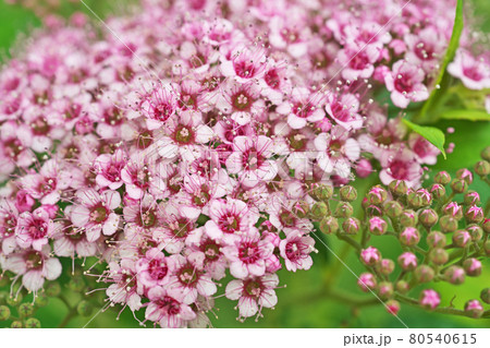 小さな花が集合したシモツケ花 80540615