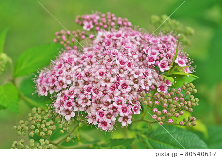 小さな花が集合したシモツケ花 80540617