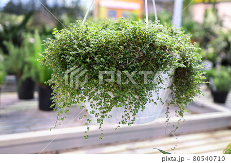 A hanging basket of a Baby Tears plant 80540710