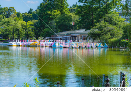 東京の夏 上野恩賜公園不忍池 ボート場の写真素材 [80540894] - PIXTA