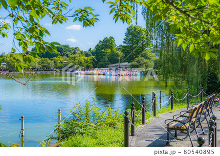 東京の夏 上野恩賜公園不忍池 ボート場 80540895