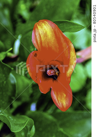 Zantedeschia aethiopica also known as calla lily and arum lily 80540901